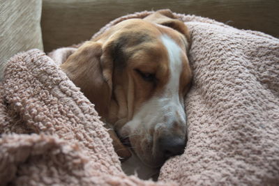 Close-up of dog sleeping