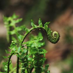 Close-up of fresh green plant