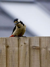 Bird perching on wooden post