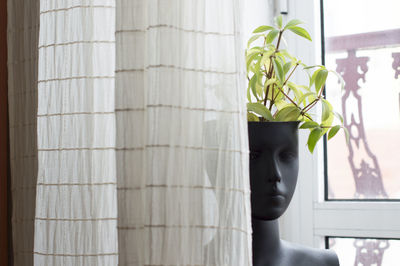 Close-up of potted plant on window sill