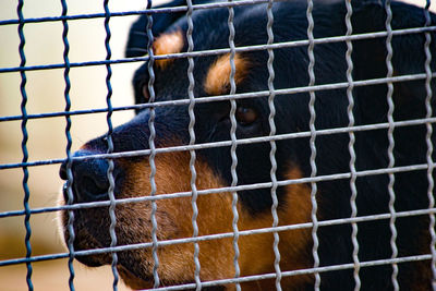 Close-up of monkey in cage at zoo