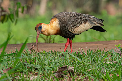 Close-up of bird on field