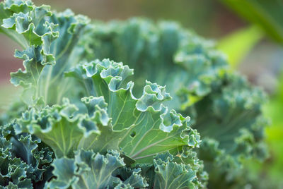 Close-up of fresh green plant