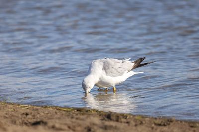 Seagull on a beach