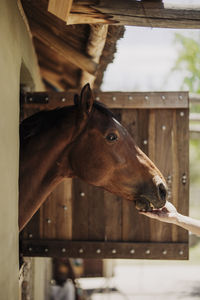 Horse standing in stable