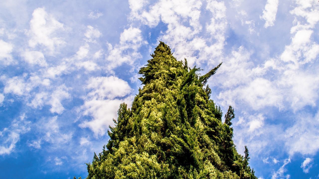 tree, sky, low angle view, cloud - sky, nature, no people, growth, green color, day, outdoors, branch, beauty in nature, christmas tree