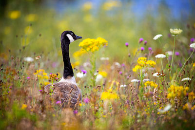 Close-up of a bird on field