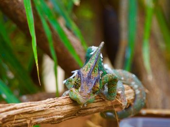 Close-up of chameleon on wood