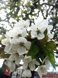 Close-up of white cherry blossoms in spring