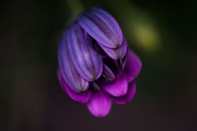 Close-up of purple crocus blooming outdoors