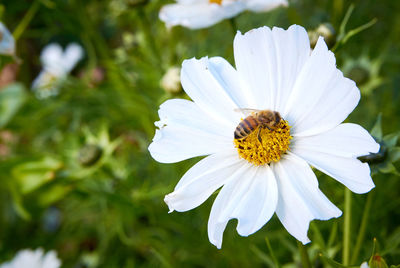 Close-up of bee on white flower