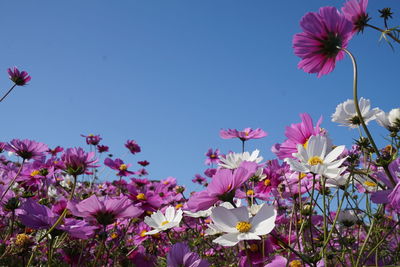 Close-up of pink cosmos flowers against blue sky