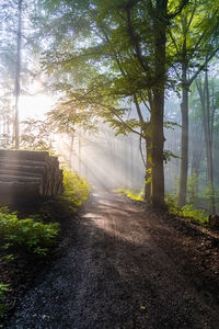 Sunlight streaming through trees in forest