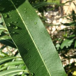 Close-up of leaves