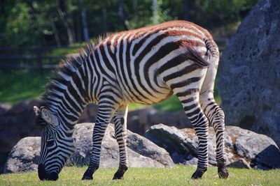 Close-up of zebra