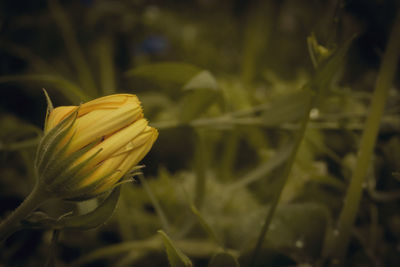 Close-up of yellow flowering plant on field