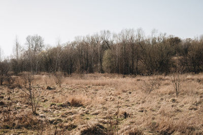 Trees on field against clear sky