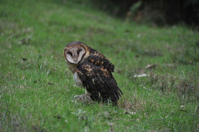 Side view of a bird on field