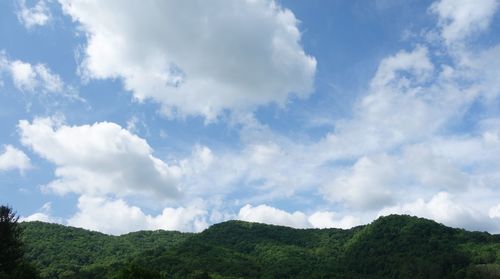 Low angle view of trees against sky