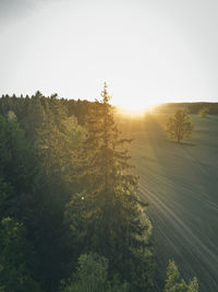 Scenic view of trees against clear sky