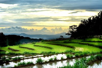 Scenic view of agricultural field against sky during sunset