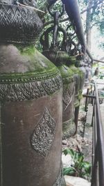 Plants growing on tree trunk