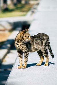 Low angle view of a cat on the footpath