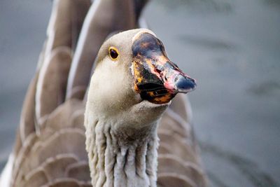 Close-up of goose swimming on lake