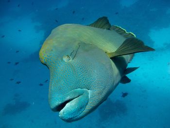 Close-up of fish swimming in sea