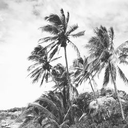 Low angle view of coconut palm trees against sky