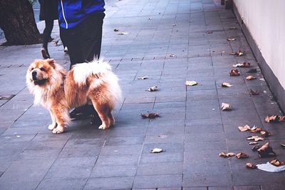 People and dog on sidewalk