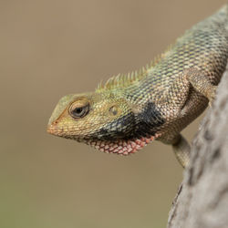 Close-up of lizard