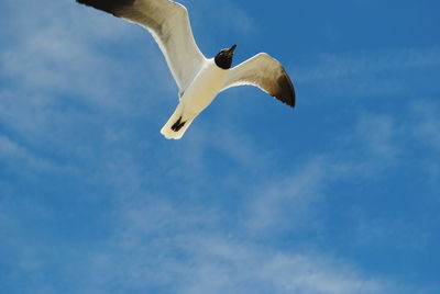 Low angle view of black-headed gull flying against sky