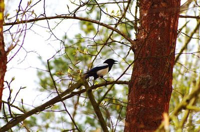 Low angle view of bird perching on tree against sky