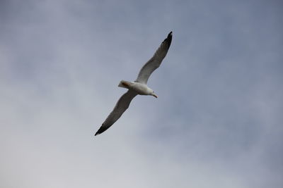 Low angle view of seagull flying in sky