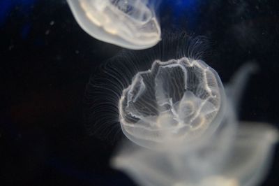 Close-up of jellyfish in aquarium