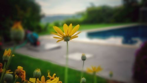 Close-up of yellow flowers blooming against sky