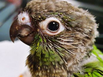 Close-up of a bird