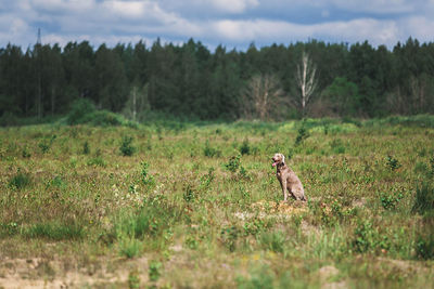 Dog in a field