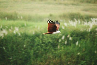 Bird flying over a field