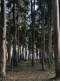 Trees in forest