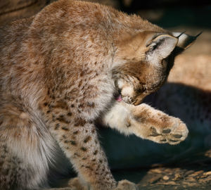 Close-up of cat