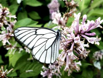 Close-up of butterfly pollinating on flower