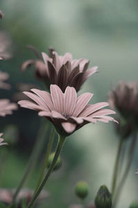 Close-up of flowering plant in park