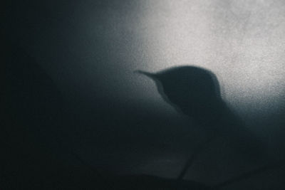 Low angle view of silhouette shadow on sunlight