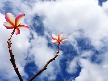 Low angle view of frangipani blooming against sky