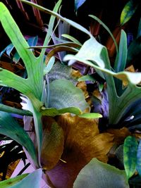 Close-up of flowering plants on field