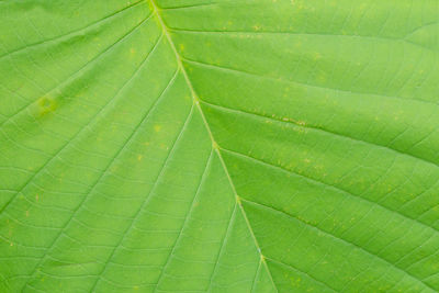 Full frame shot of green leaf