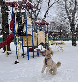 Dog in playground jumping up to catch snow flakes falling