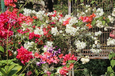 Close-up of red flowers